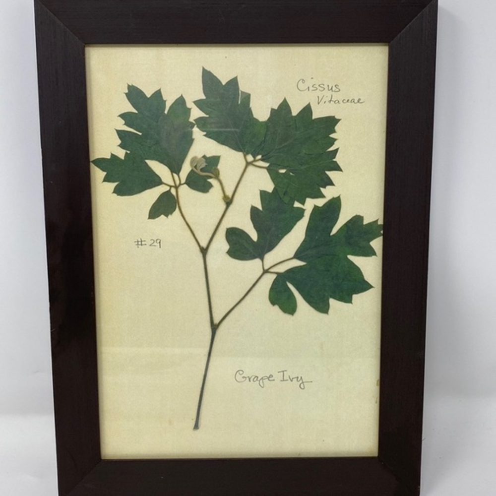 Reproduction of  Pressed Grape Ivy Leaves Picture‎ Frame